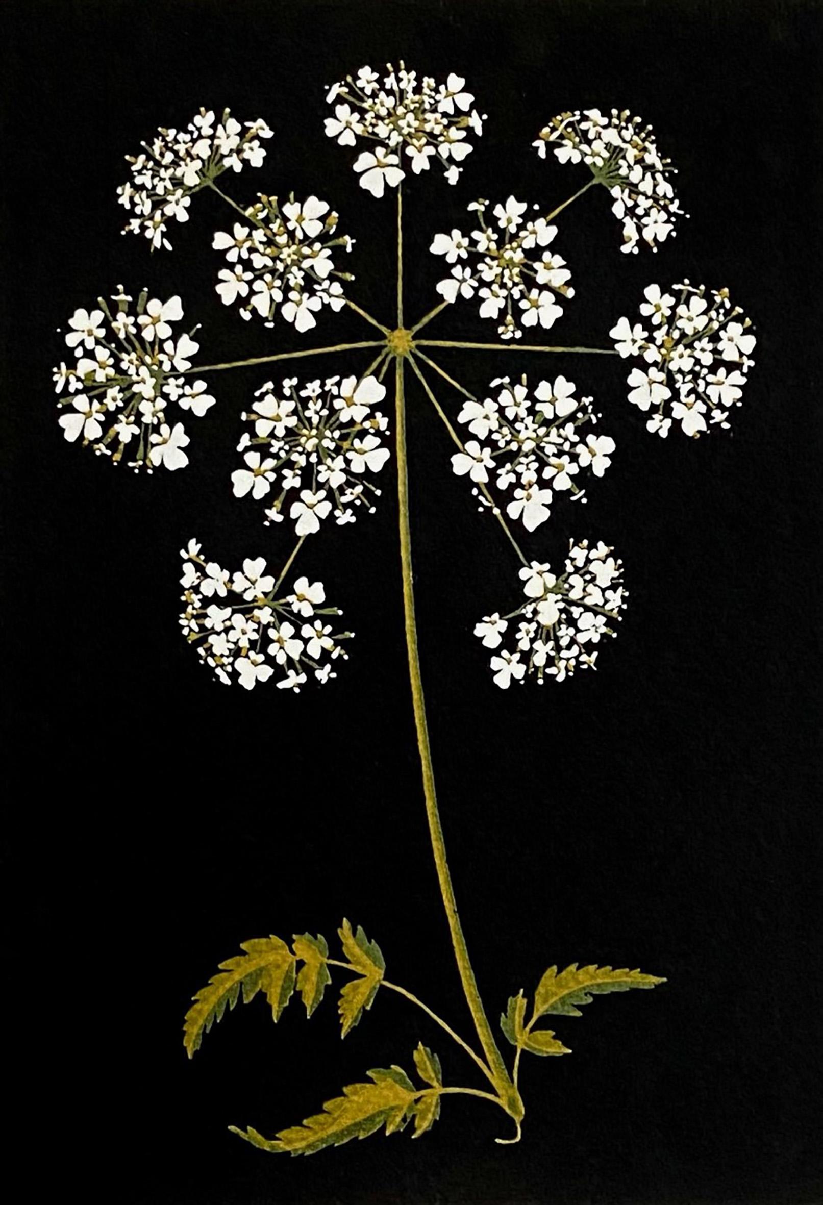 Cow Parsley