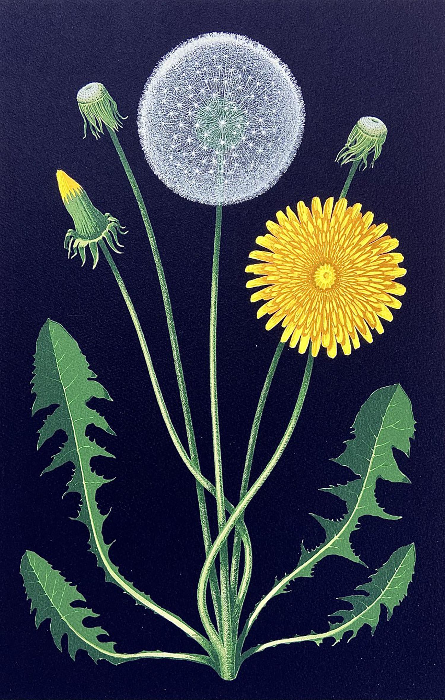 Dandelion