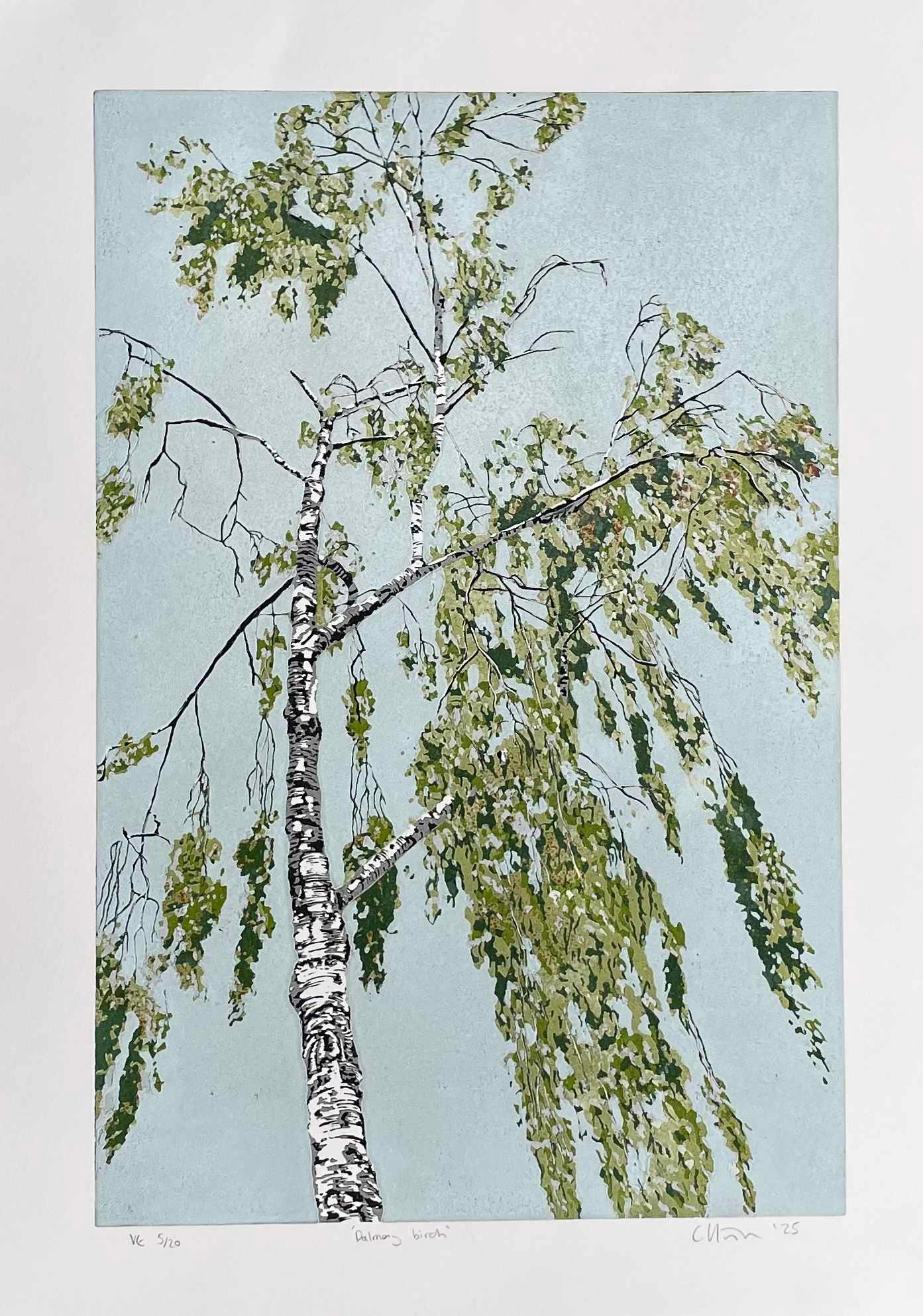 Dalmeny Birch